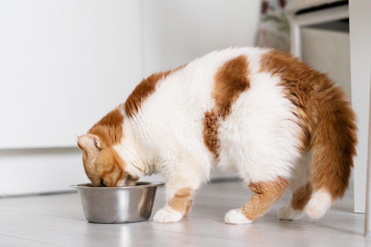 傳統處方飼料靠纖維撐胃、限制熱量,造成貓咪瘋狂討食,甚至易引發疾病風險。 (圖/業主提供)