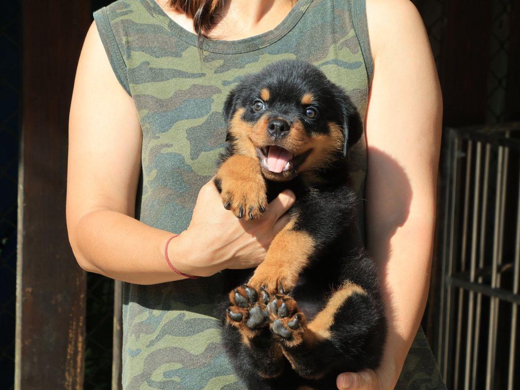 ▲羅威那屬於這間苗栗犬舍目前主要繁育的犬種之一,業者建議飼養前先評估居住環境與陪伴時間(圖片來源:業者提供)