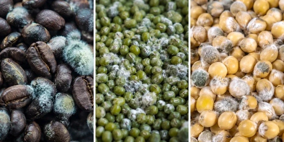 不只花生!醫揭製冰機、洗衣機恐藏隱形毒素 不只花生!醫揭製冰機、洗衣機恐藏隱形毒素