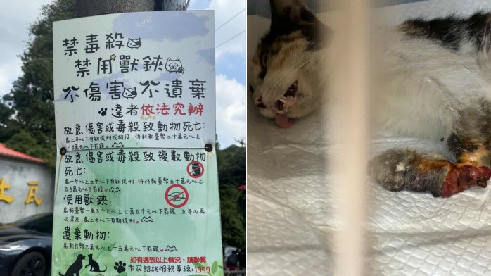 浪貓豆花受困捕獸夾,麗明動物醫院出手相救並籲正視陷阱危害