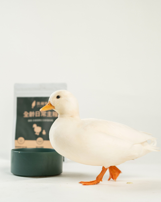 寵物鴨照護需求浮現 「凱爾鴨」推出全齡營養飼料新選擇