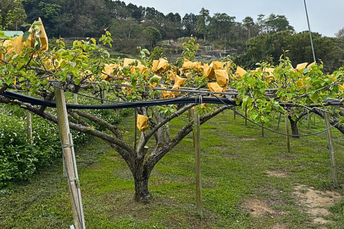 苗栗大湖水梨宅配:鮮甜多肉甘露梨 企業團購、節慶送禮最愛 苗栗大湖水梨宅配:鮮甜多肉甘露梨 企業團購、節慶送禮最愛