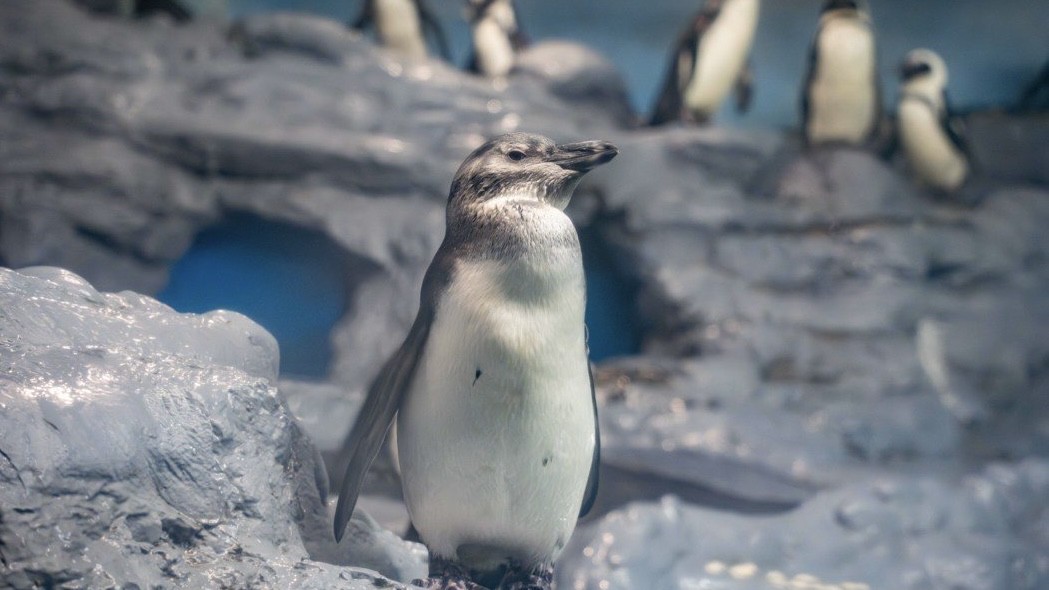 雙城論壇參訪上海小貓熊家園 「動物外交」能否成破冰關鍵受矚