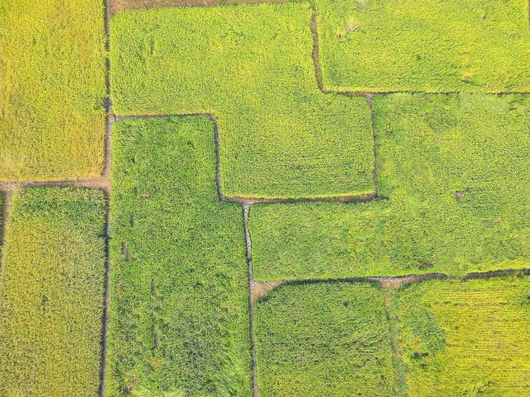 ▲滿是金黃色豐收與香氣的風景。