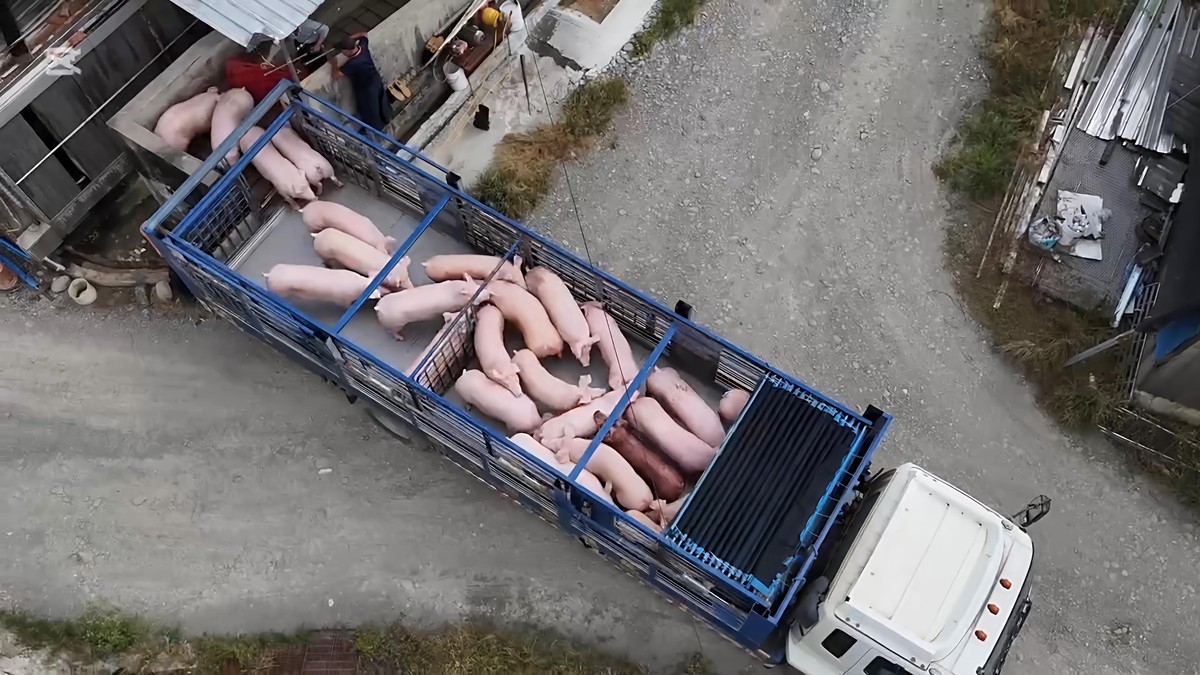 影/非洲豬瘟解禁 農業部宣布恢復活豬運載與屠宰