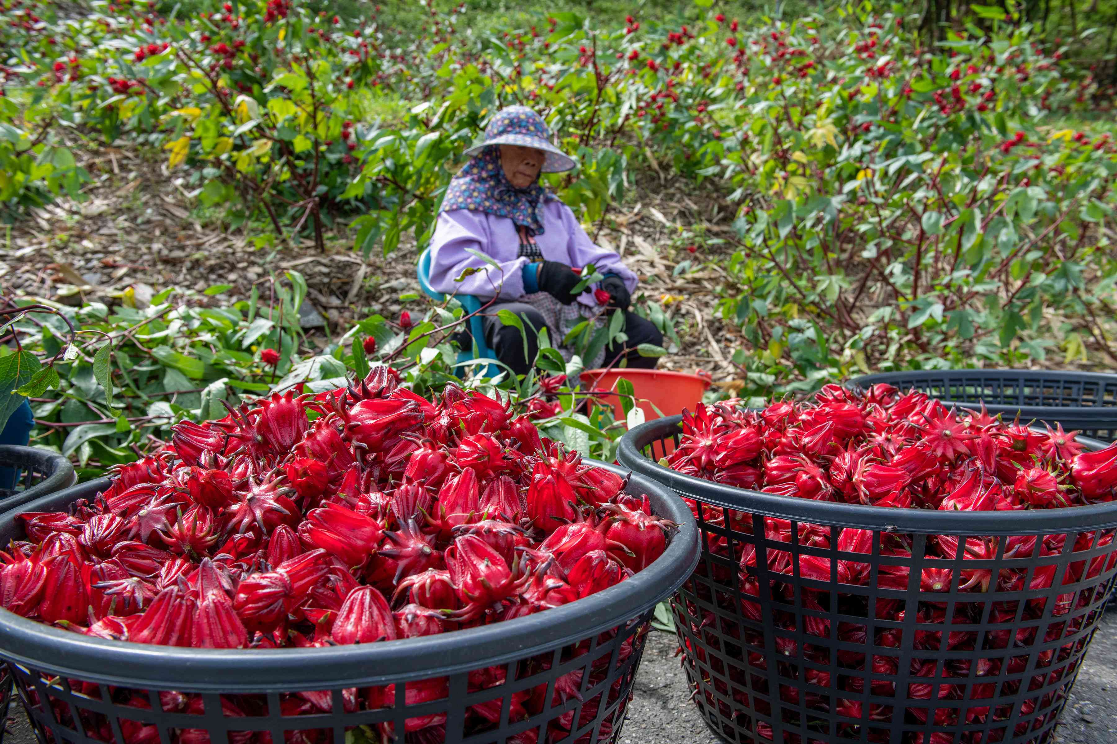 金峰鄉小米祭文化活動圓滿落幕 11月<span style='color:red'>洛神花</span>季即將登場！ 